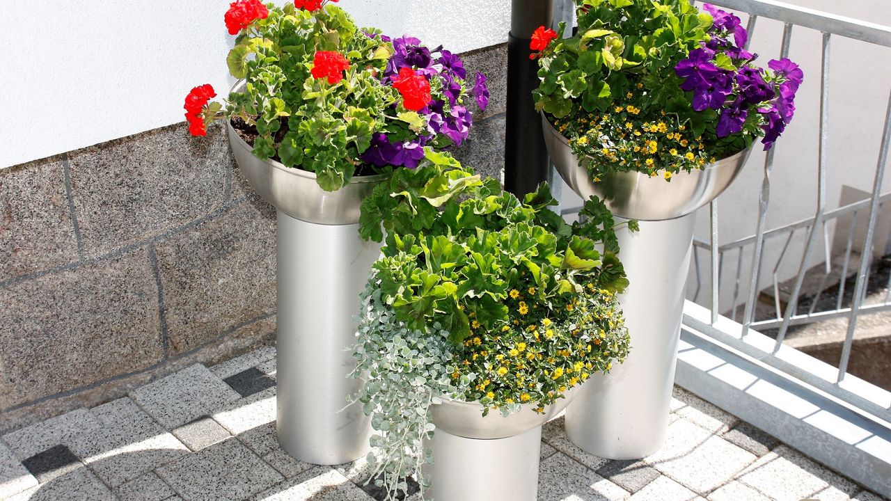 Blumen Blumen